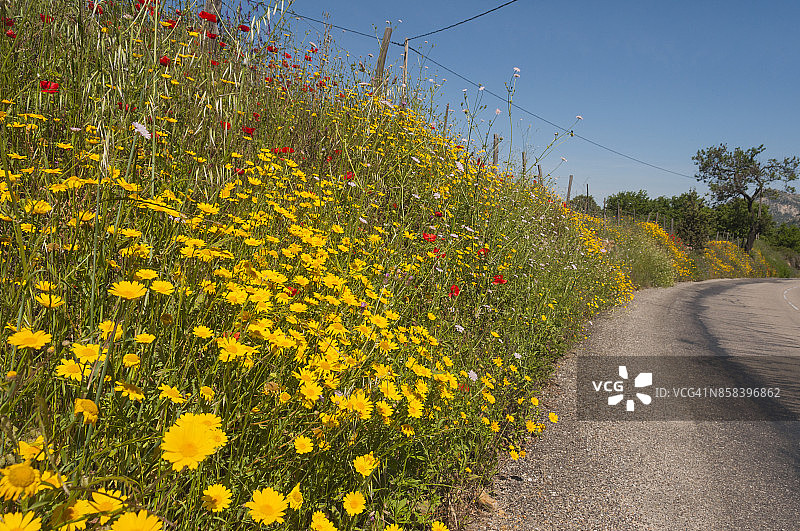 乡间野花小路图片素材
