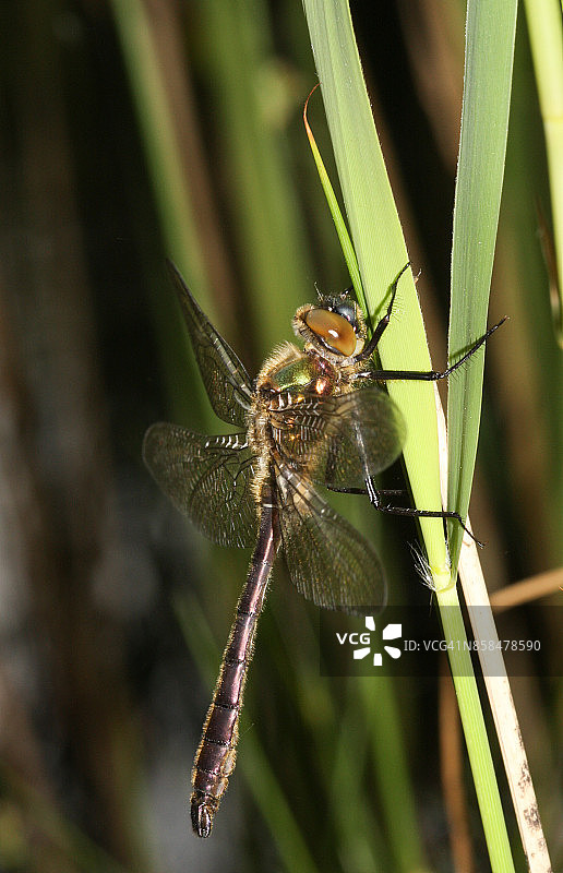 栖息在芦苇上的美丽的绒毛蜻蜓图片素材
