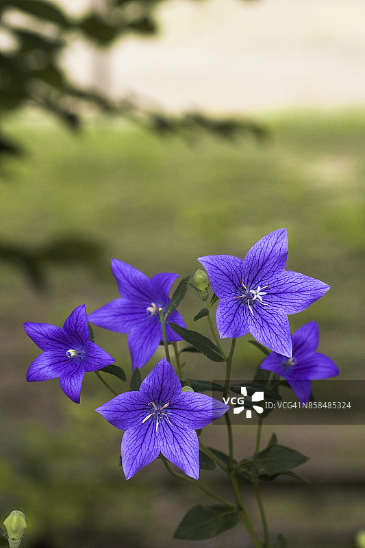 桔梗花图片素材