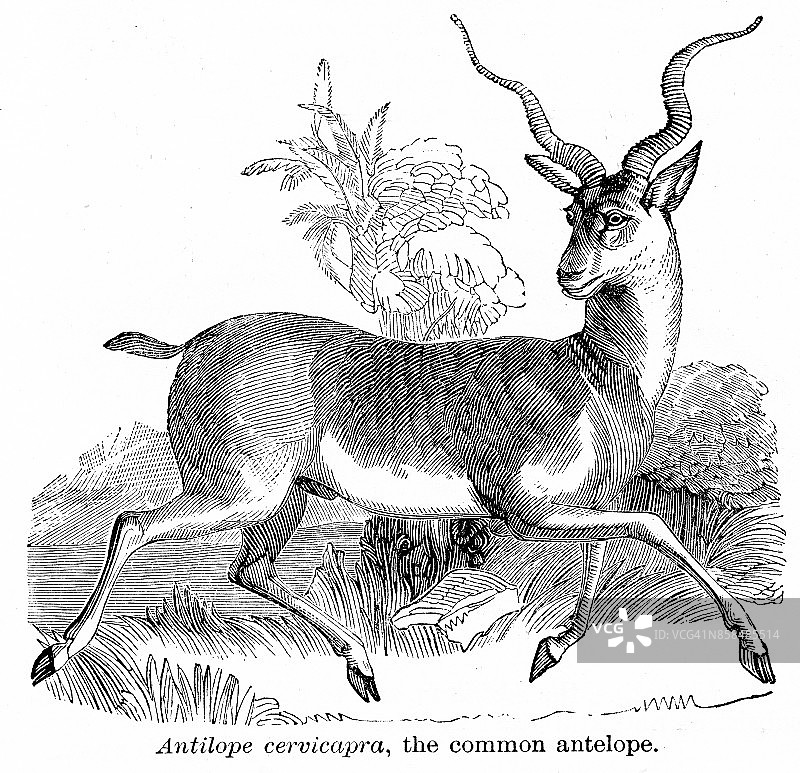 1893年羚羊雕刻图片素材