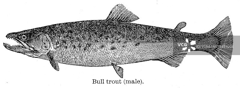 1893年公牛鳟鱼雕刻图片素材
