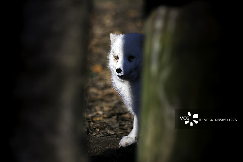 躲在树后的北极狐图片素材