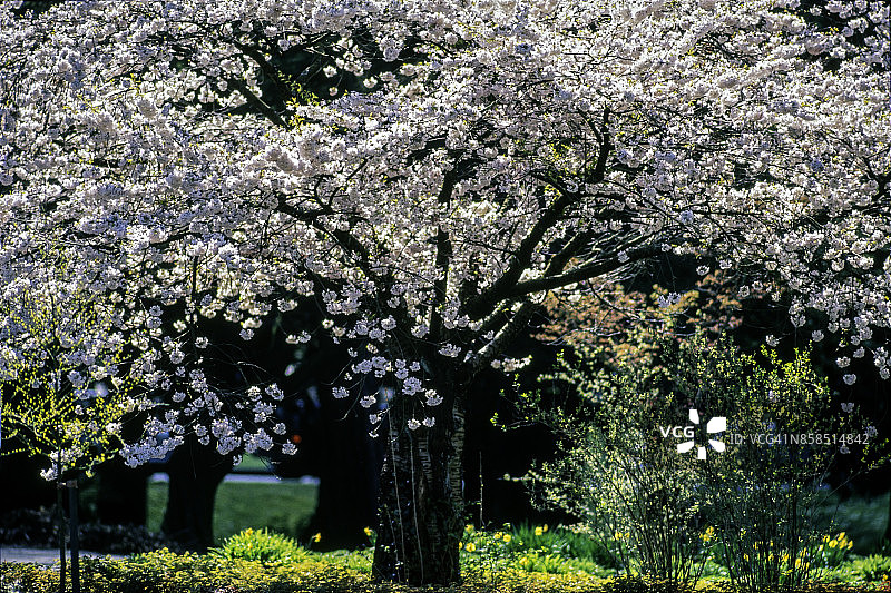 加拿大不列颠哥伦比亚省温哥华斯坦利公园的樱花树图片素材