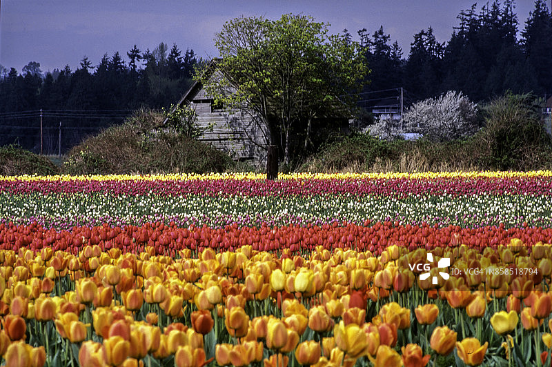 斯卡吉特河谷的春天郁金香花田图片素材