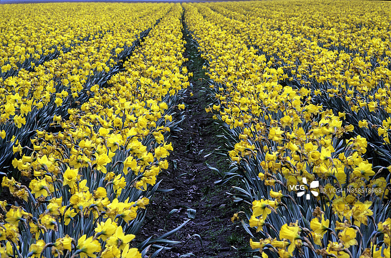 斯卡吉特河谷的春天郁金香花田图片素材