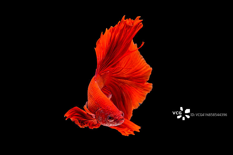 搏鱼鱼图片素材