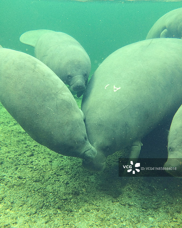 野生海牛图片素材