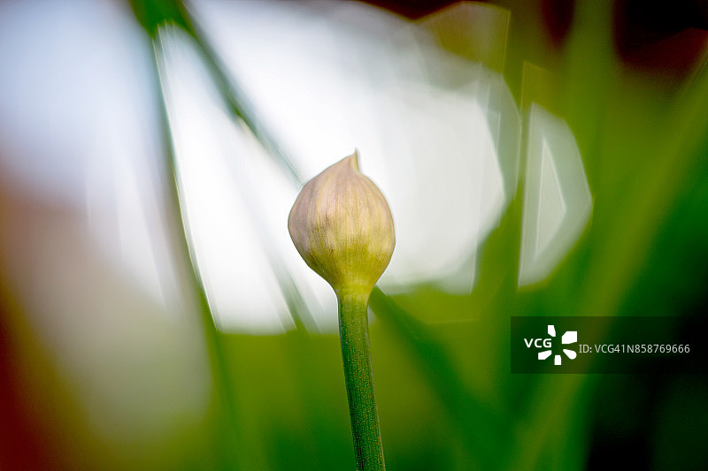 盛开的洋葱花球细节图片素材