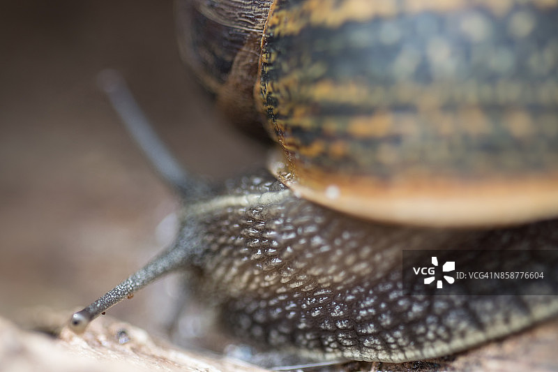 大蜗牛在老松树干上爬行的特写图片素材