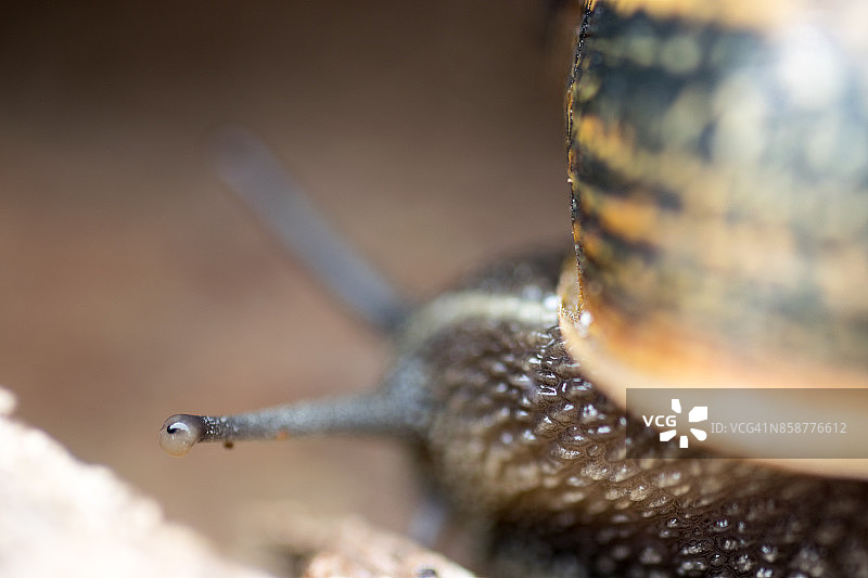 大蜗牛在老松树干上爬行的特写图片素材