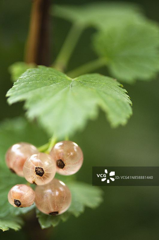 成熟的白色醋栗浆果图片素材