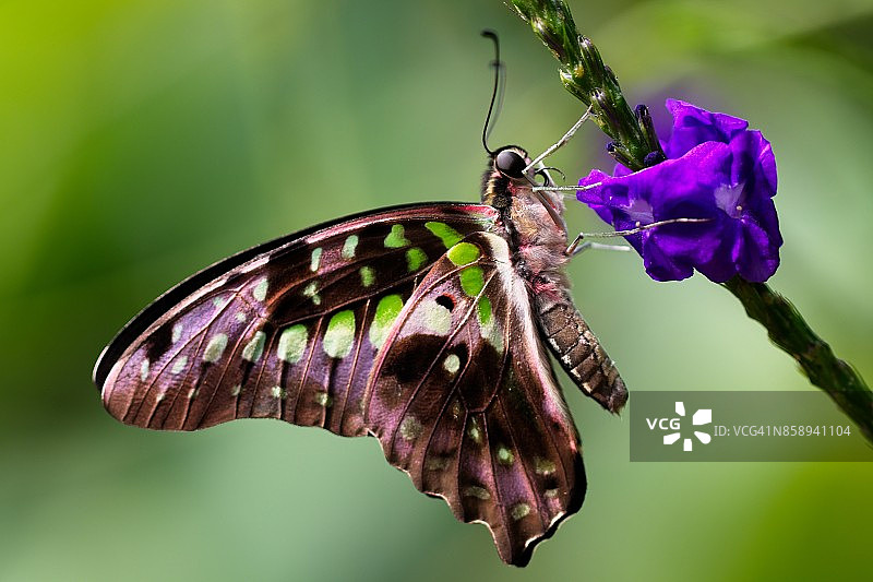 燕尾蝶图片素材