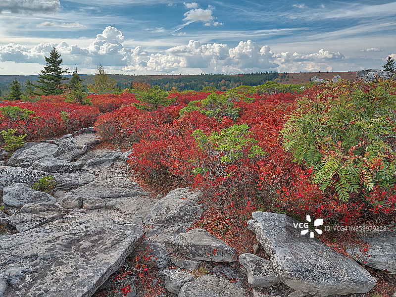 蓝莓灌木和积云图片素材