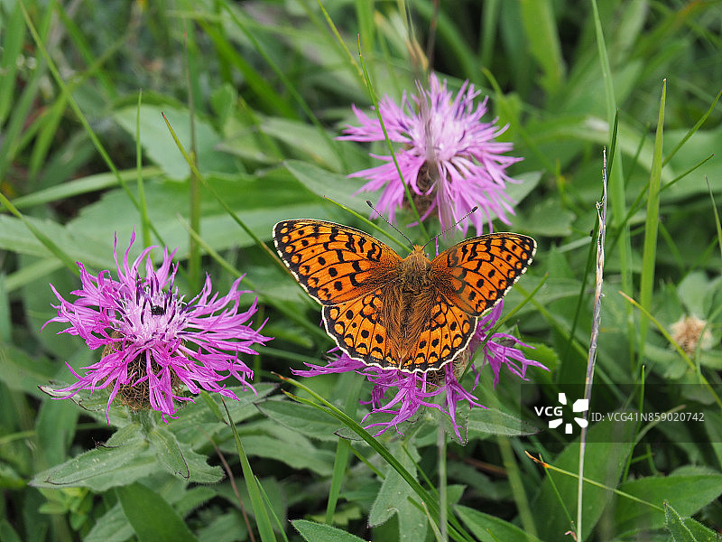 小珍珠边蛱蝶图片素材