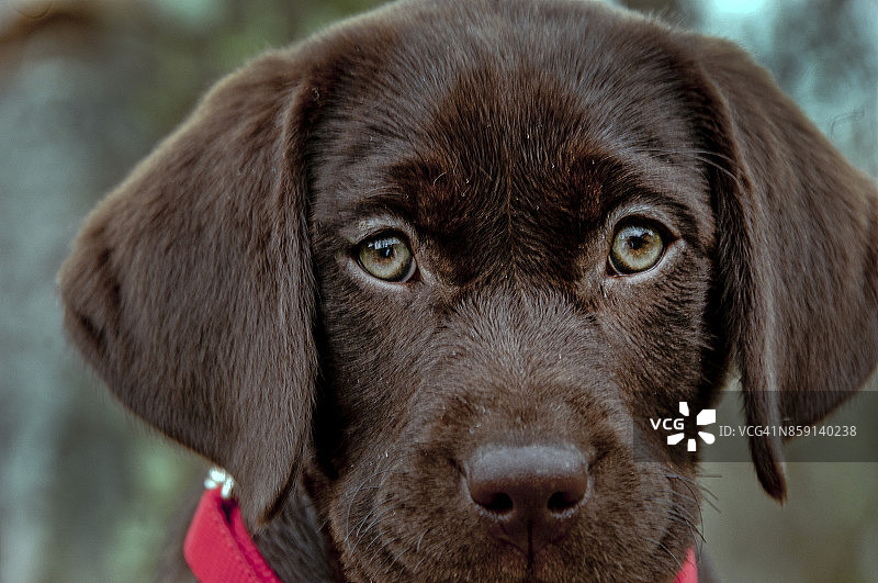 巧克力色拉布拉多犬幼犬特写图片素材