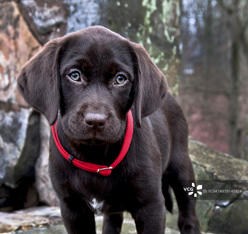 巧克力色拉布拉多幼犬图片素材