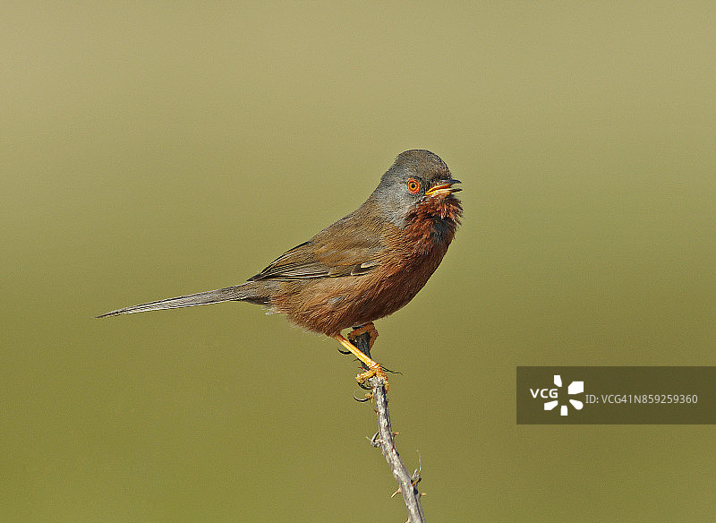达特福德莺图片素材
