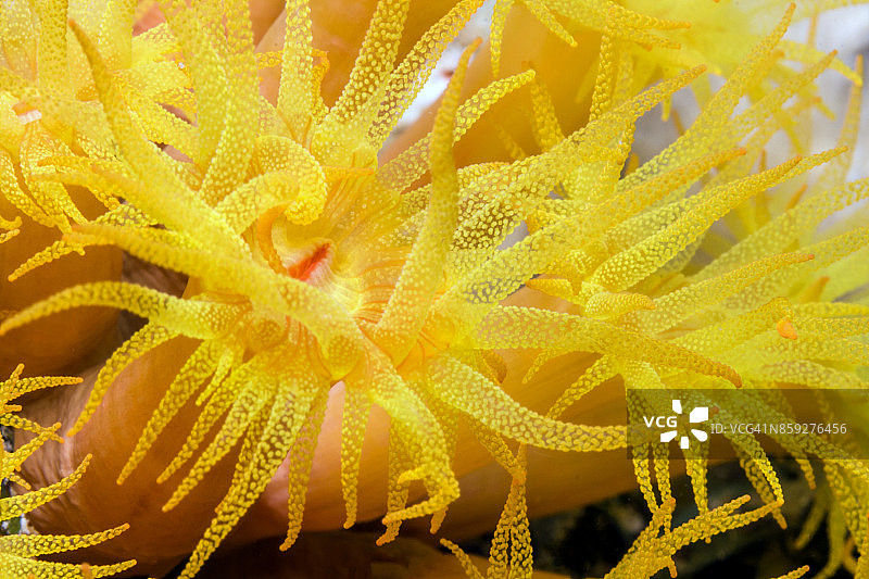 橙色杯珊瑚图片素材