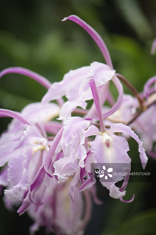 嘉德丽雅兰图片素材