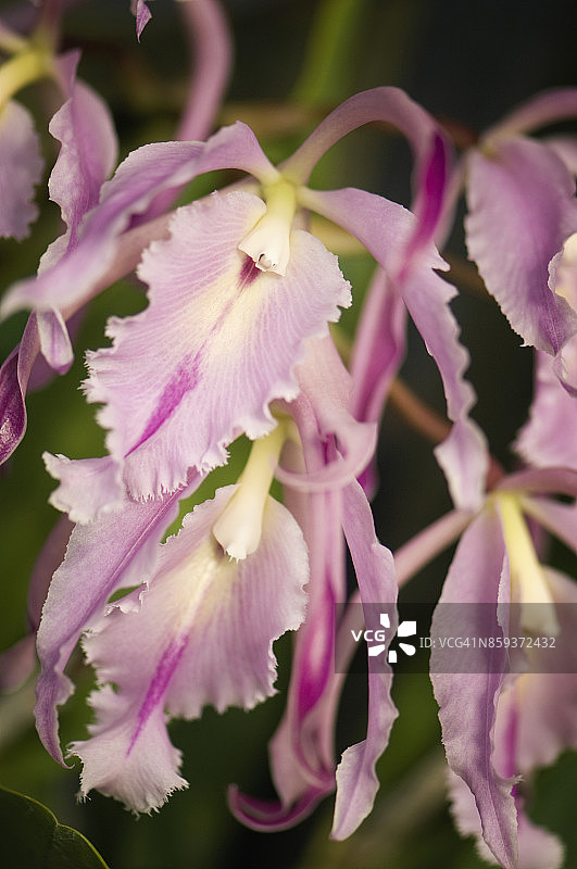 嘉德丽雅兰图片素材