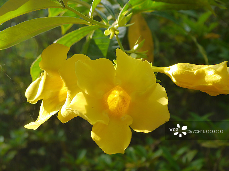 金色喇叭花图片素材