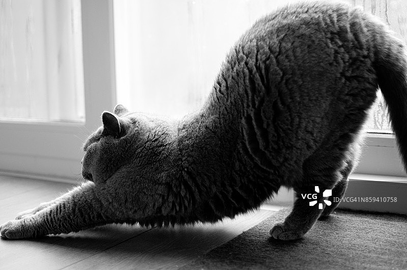 优雅英短猫瑜伽伸展图片素材