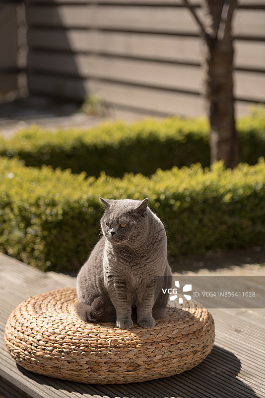 禅意花园中坐在柳条凳子上的优雅英国短毛猫图片素材