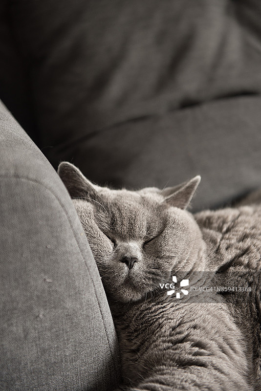 脸被压扁睡在沙发上的英国短毛猫图片素材