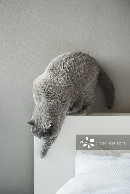 优雅的英国短毛猫从床头板下来图片素材