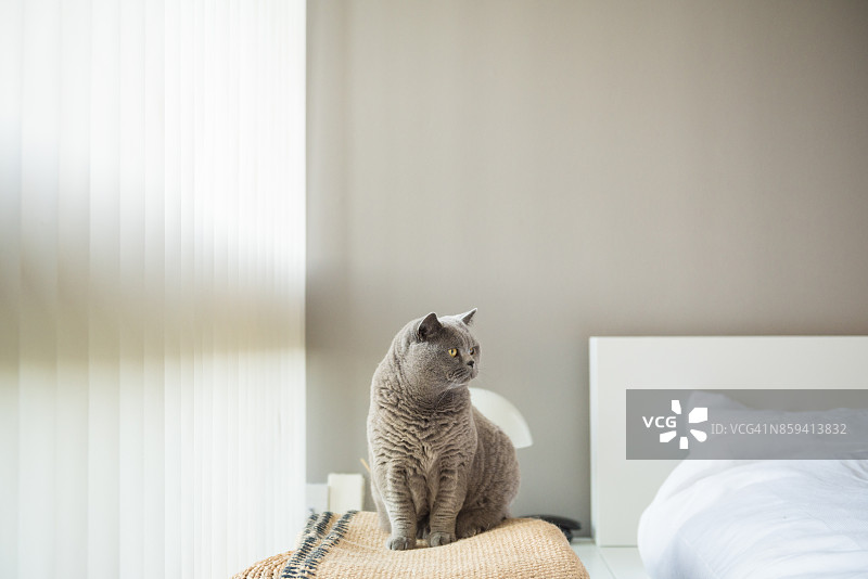 优雅的英国短毛猫坐在床边地毯上图片素材