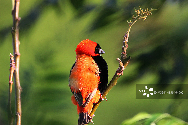 野生环境下的南部红主教鸟图片素材