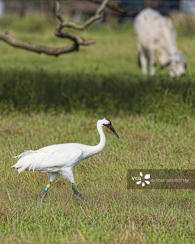 美洲鹤图片素材
