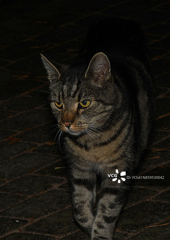 挪威森林猫图片素材
