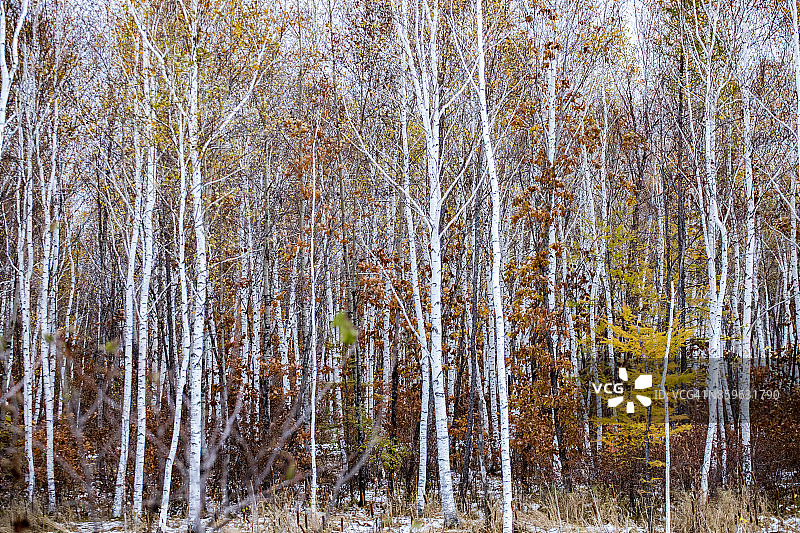 中国黑龙江省小兴安岭的白桦树图片素材