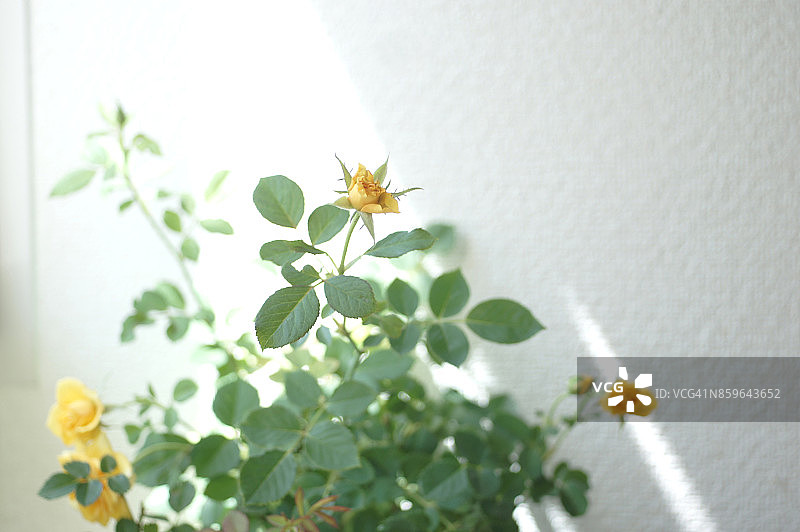 玫瑰花特写图片素材