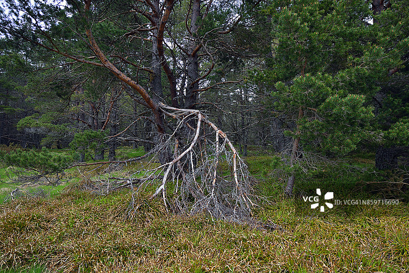 苏格兰格伦莫尔森林公园图片素材