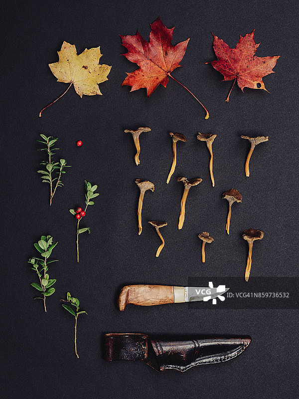 秋叶蘑菇越橘自然背景工作室拍摄图片素材