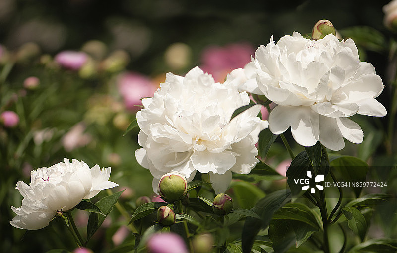 盛开的白色牡丹花三朵图片素材