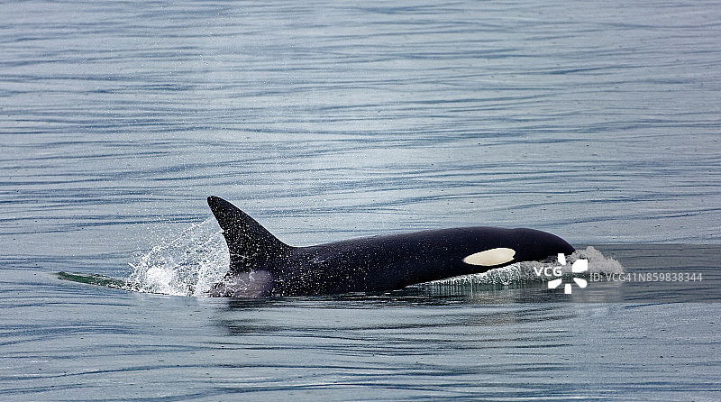 水面上的虎鲸图片素材