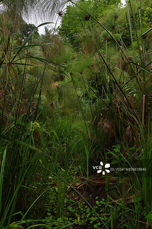 基亚宁加湖岸边的纸莎草沼泽图片素材