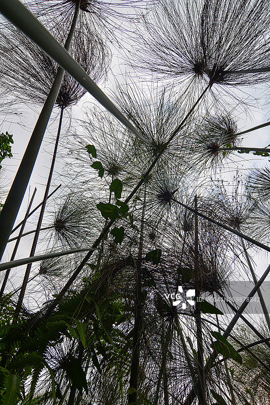 基亚宁加湖岸边的纸莎草沼泽图片素材