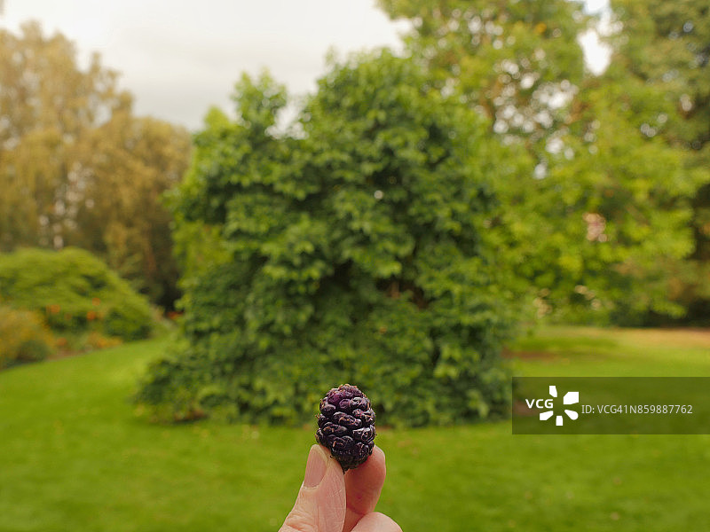 手持桑葚，背景为桑树图片素材