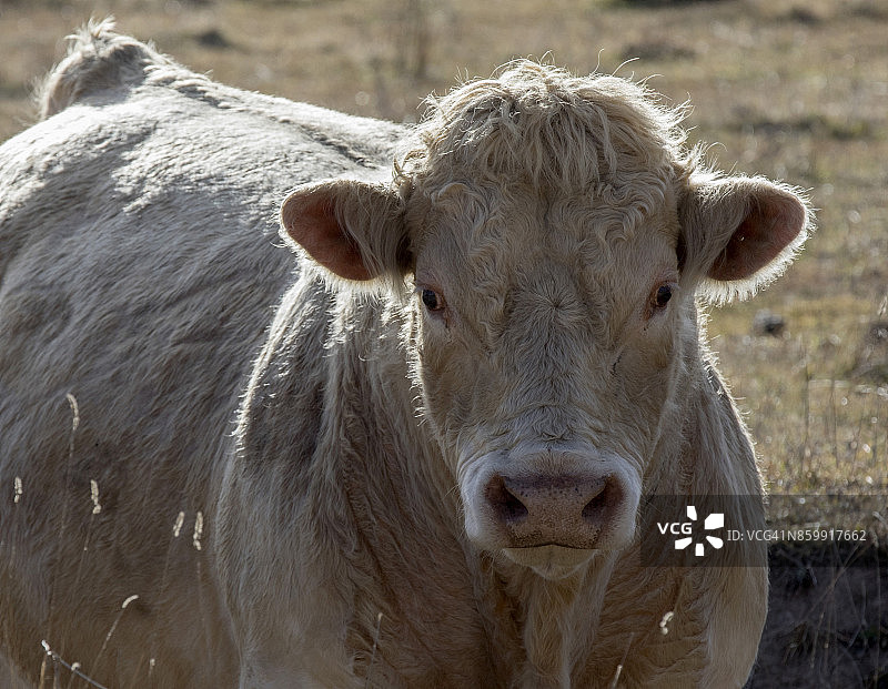 澳大利亚新南威尔士州乡村图片素材