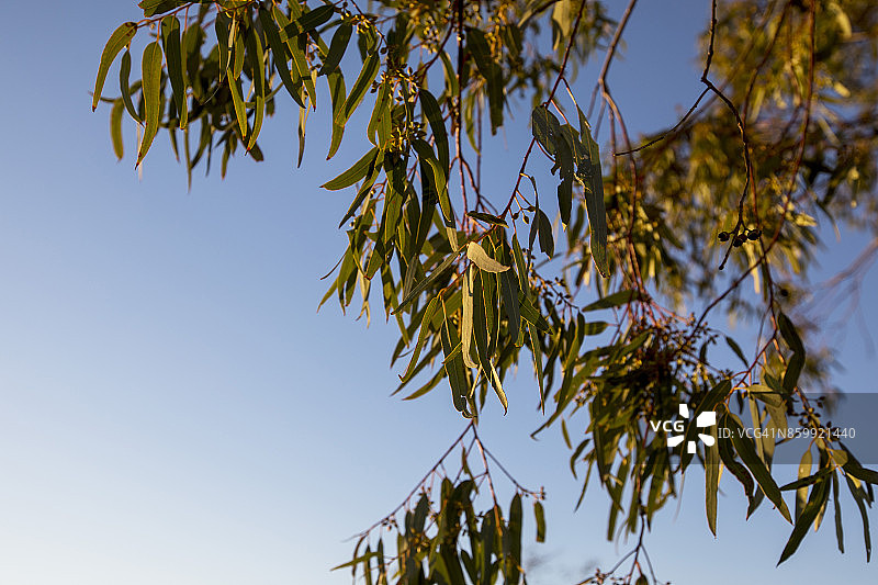澳大利亚新南威尔士州乡村图片素材