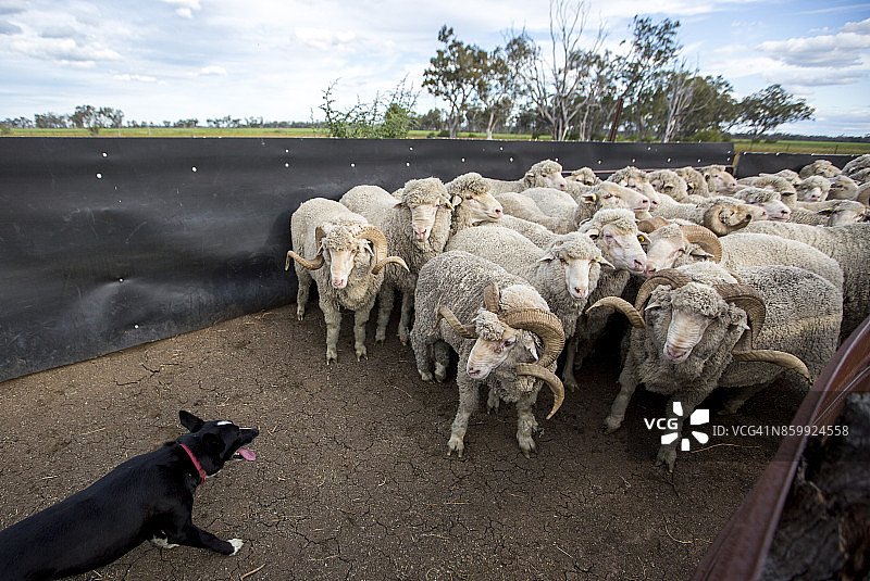 澳大利亚新南威尔士州乡村图片素材