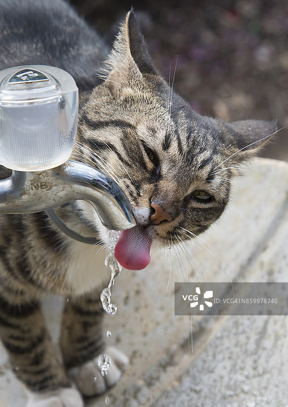 家猫饮用自来水图片素材
