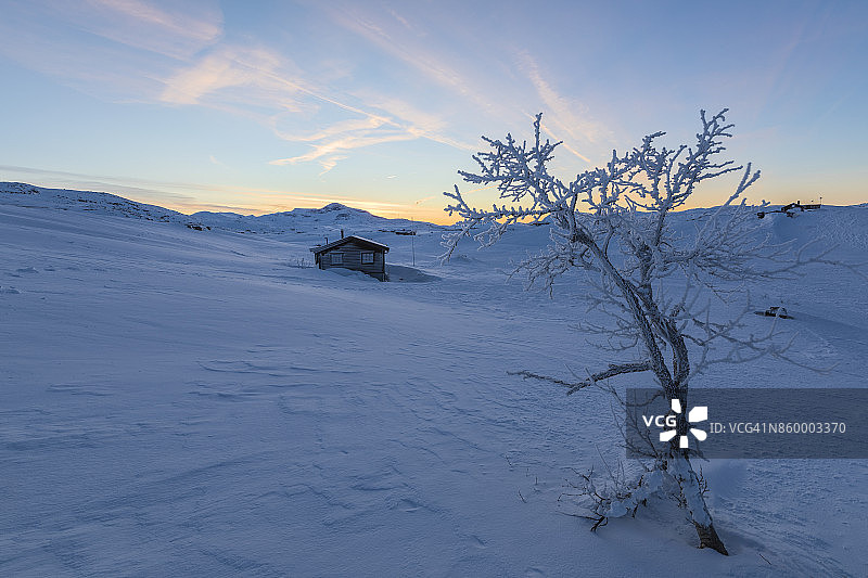 瑞典拉普兰的雪地里的裸树图片素材