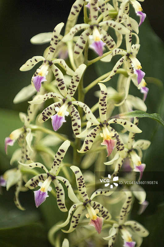 棱柱表豆兰图片素材