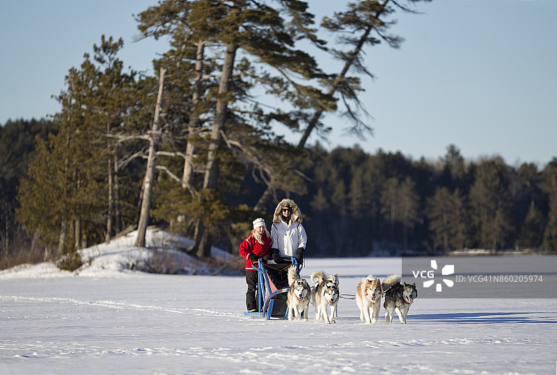在明尼苏达州北部湖面上狗拉雪橇图片素材