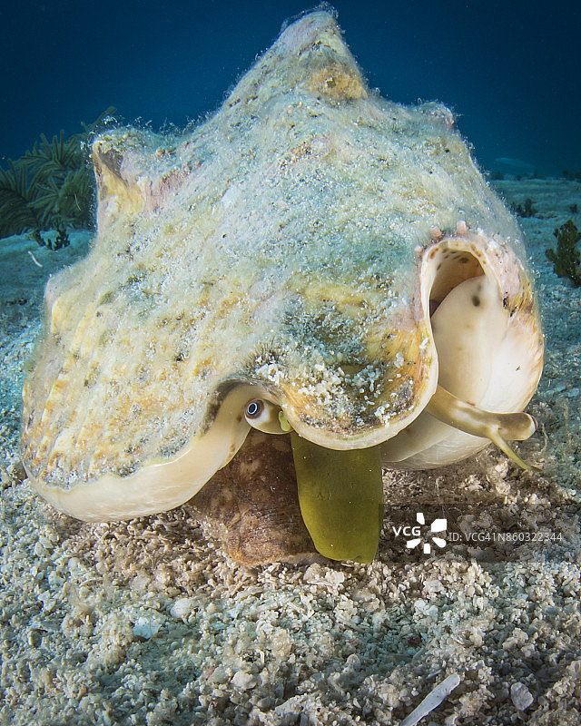 海螺图片素材